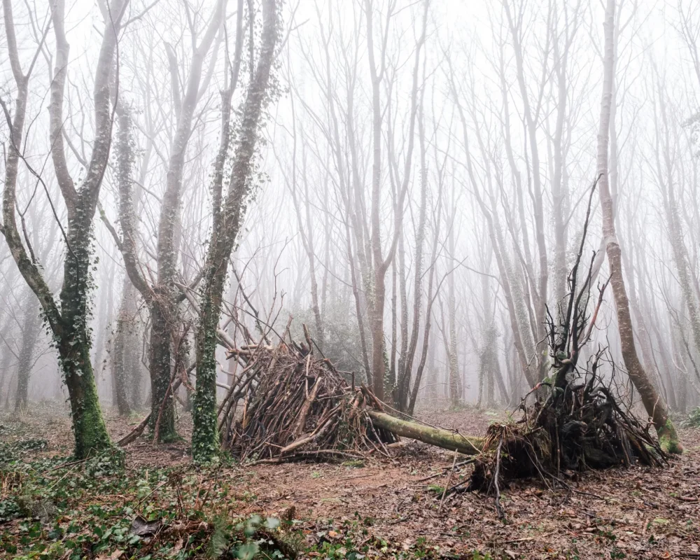 Brighstone Forest - MP Osborne Isle of Wight Photography